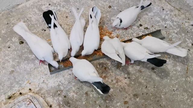 100%ЗДОРОВЫЕ ПИСКУНЫ ЗАЛОГ ЗДОРОВЫХ ИНКУБАЦИОННЫХ ЯИЦ+ ВИТАМИНЫ. Pigeons+HEALTHY PICKERS+Vitamins смотреть онлайн