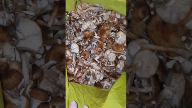Грибной сезон /опята #влог #грибы #грибалка #еда #загрибами #осень #готовимвкусно #чтонаужин смотреть онлайн