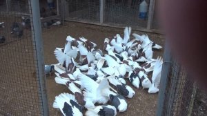 Николаевские голуби, питомник Алексеева Ю.А,(9)