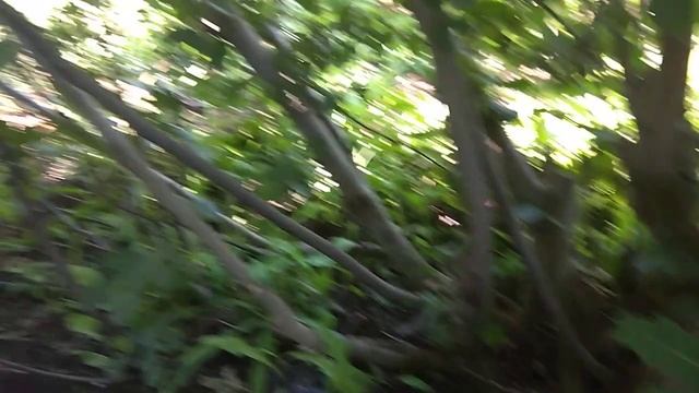 Формировка и вес ягод инжира смотреть онлайн