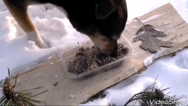 Черкессы, парк. Животные 19.03.2018. смотреть онлайн