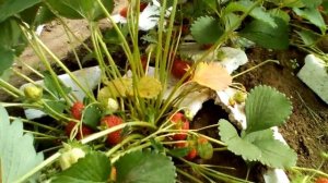 Клубника Монтерей