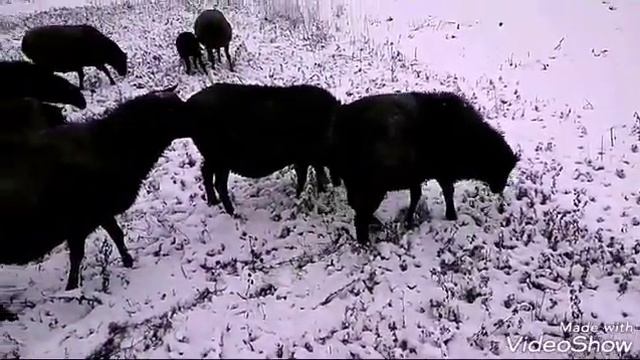 Романовские овцы. Пять плюсов зимнего выпаса. смотреть онлайн