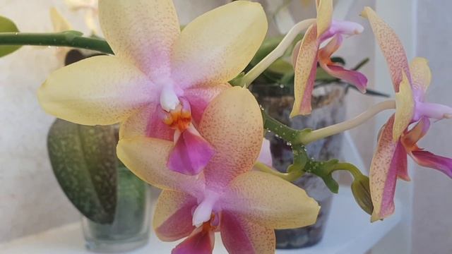 Самая АРОМАТНАЯ ОРХИДЕЯ балует ДОМАШНИМ ЦВЕТЕНИЕМ смотреть онлайн