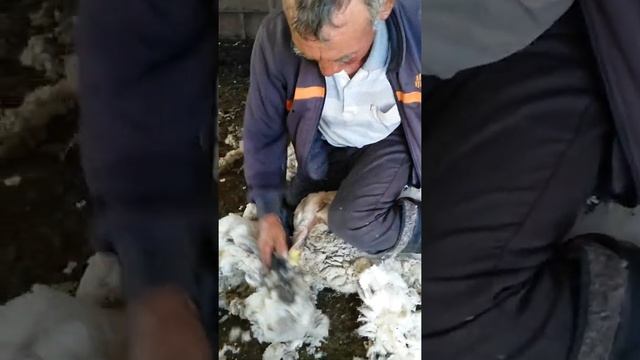 Стрижка овец одной рукой житель Малайсары порозил всех смотреть онлайн