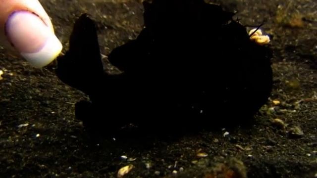 Морской черт, жаба или глубоководный удильщик? смотреть онлайн