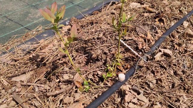 Американски боровинки в цъфтеж смотреть онлайн