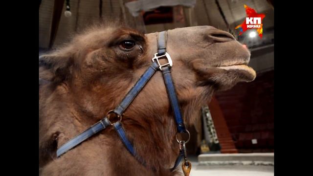 В кемеровский цирк приехало «Экзотик -шоу» смотреть онлайн