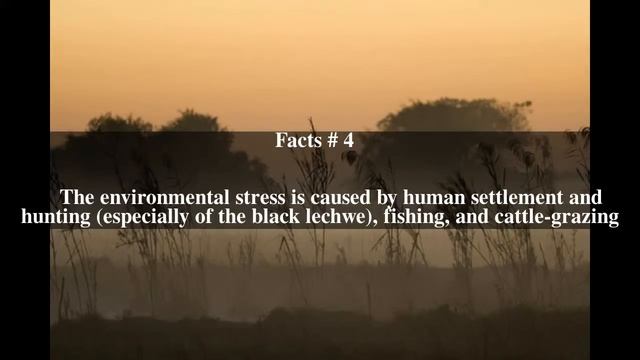 Bangweulu Wetlands Ecosystem Top # 7 Facts
