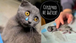 Не может разродиться пришлось прибегнуть к операции!