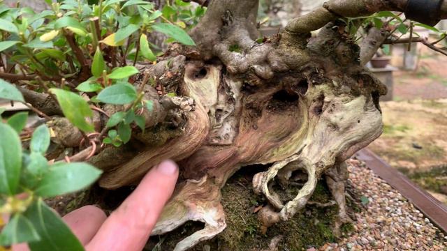 Old Azalea - Alba magnifica смотреть онлайн