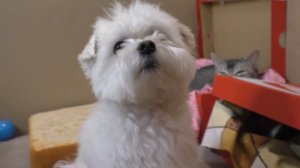 72 ЧАСА В КАРТОННОМ ДОМЕ С ЖИВОТНЫМИ | ИГРОВАЯ ДЛЯ КОТОВ