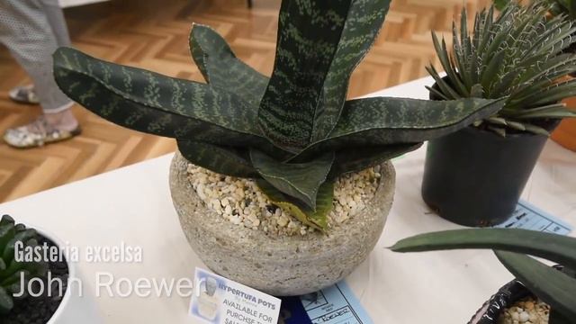 Succulents Identification: Gasteria excelsa смотреть онлайн