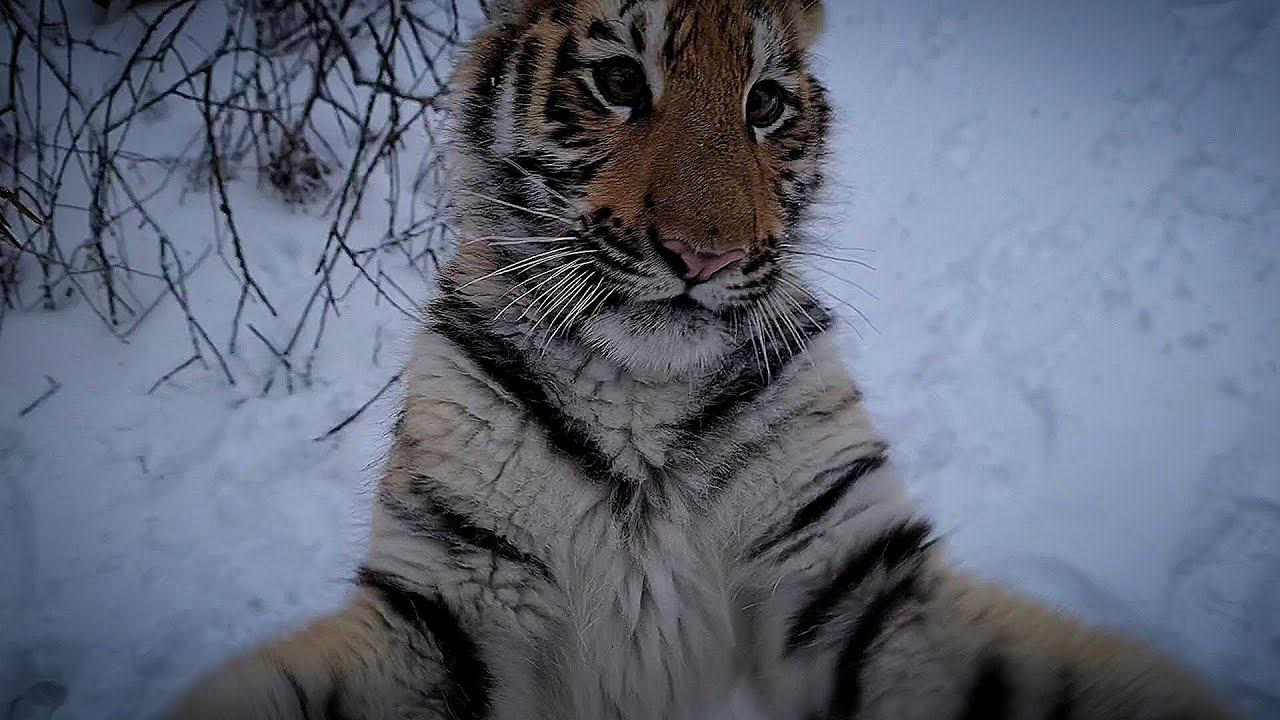Тигренок с неврологией уже больше Питбулей!