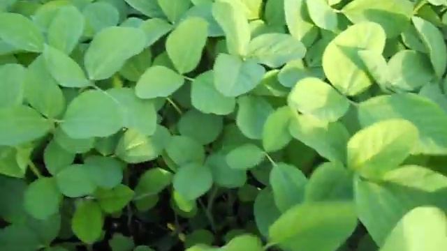 Действие гербицида на сои.