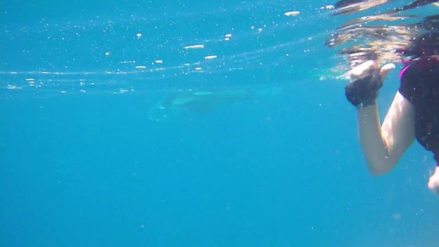 Schnorcheln mit Mantarochen Malediven Nord Male Atoll 2013 смотреть онлайн