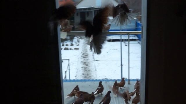 НИКОЛАЕВСКИЕ-КРАСНЫЕ БЕЛОХВОСТЫЕ ГОЛУБИ +7 928 907 66 31.(ИЗЛИШКИ ПРОДАНЫ). смотреть онлайн