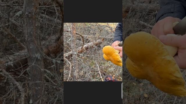 ПАПАН НАШЁЛ СВОЙ ЛЮБИМЫЙ ГРИБ ! ЗОЛОТОЙ БОРОВИК !