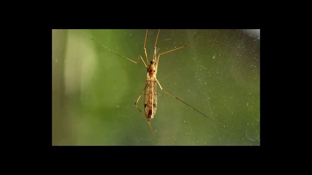 Комар. Звук комара. Звук крыльев комара. Звук летящего комара. Писк. Звук крыльев летящего комара