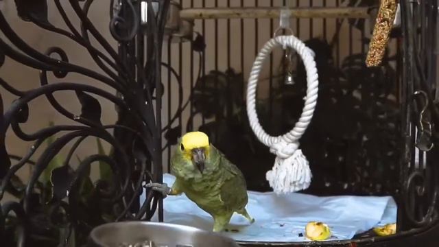 Без %Видовой пентхаус на Днепровской Набережной (Осокорки, Позняки)💰620 000$📍ЖК "Статус Град". смотреть онлайн