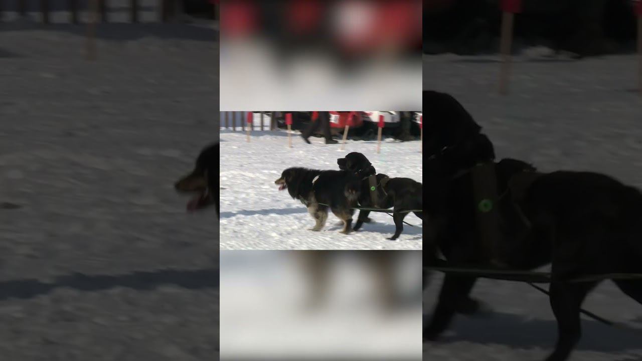 КАМЕНКА 5 ГОНКИ НА СНЕГОХОДАХ "БУРАН" И СОБАКАХ 2023 ГОД. RACE ON SNOWMOBILE "BURAN" AND DOGS смотреть онлайн