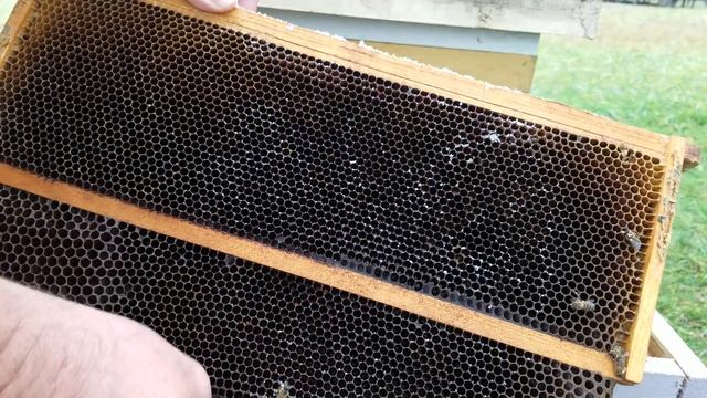Autopsy of a dead out honey bee hive & a link to a Q&A chat I participated in. смотреть онлайн