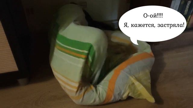 Такса 🐶 застряла в лежанке смотреть онлайн