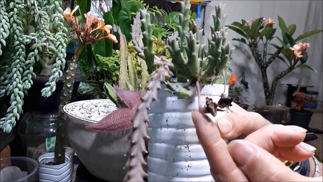 FLOR DE ESTRELA-DO-MAR (stapelia grandiflora), ESTAPÉLIA EXOTICAMENTE PARA VOCÊ. смотреть онлайн