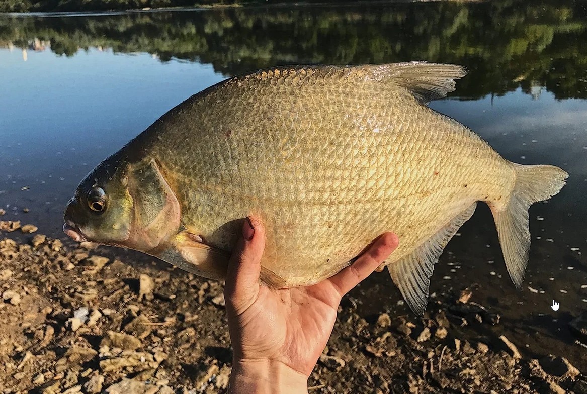 Ловим Леща! В одном из красивых мест Камы! смотреть онлайн