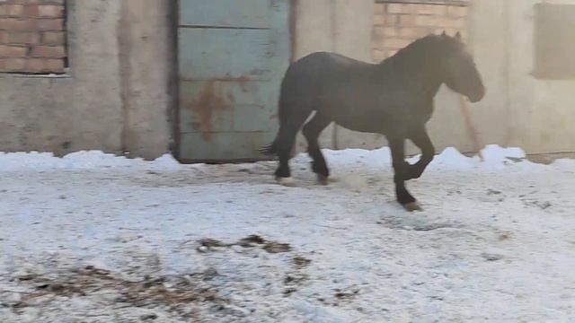 Уголёк. 3 года. смотреть онлайн