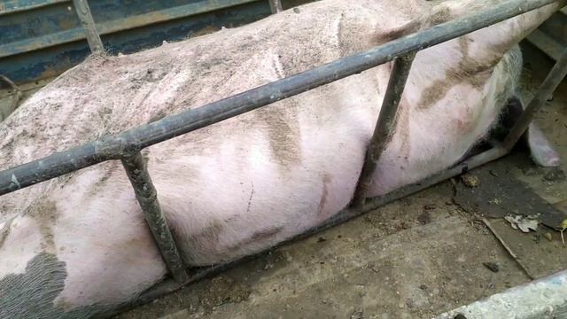 Вес поросёнка нас шокировал) Пидсвынок 100кг. Страшно подумать какой его вес будет через 3 месяца. смотреть онлайн