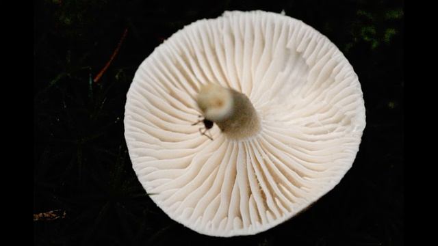 Hygrophorus Pustulatus