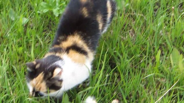 Cat sharpening its claws. Кошка точит когти смотреть онлайн