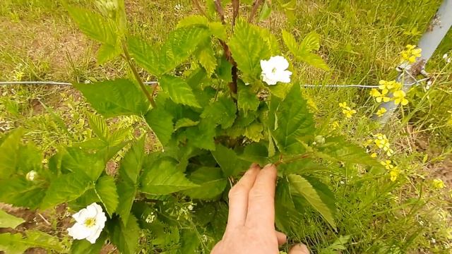 Ежевика, сорт "Чёрная Магия", ремонтантная. смотреть онлайн