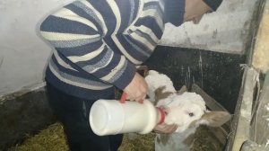 Раздаиваем коровку после отёла//отёк//поение телёнка.