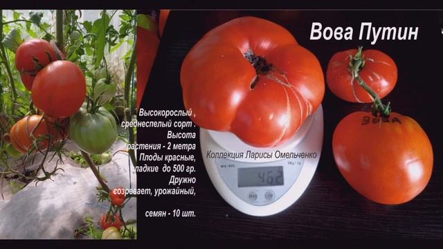 Каталог томатов на 2022 год. 1 часть смотреть онлайн