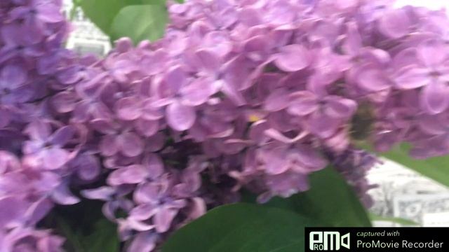 VLOG: У нас ДОМА новый ПИТОМЕЦ, ЖУЧОК, который ЖИВЕТ в СИРЕНИ смотреть онлайн