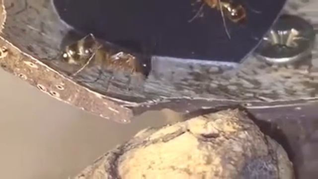 Открытая арена с формикарием смотреть онлайн