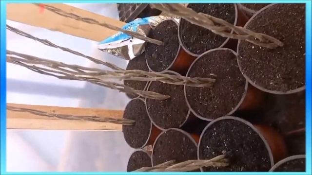 Гибискус древовидный штамб косичкой Триколор смотреть онлайн