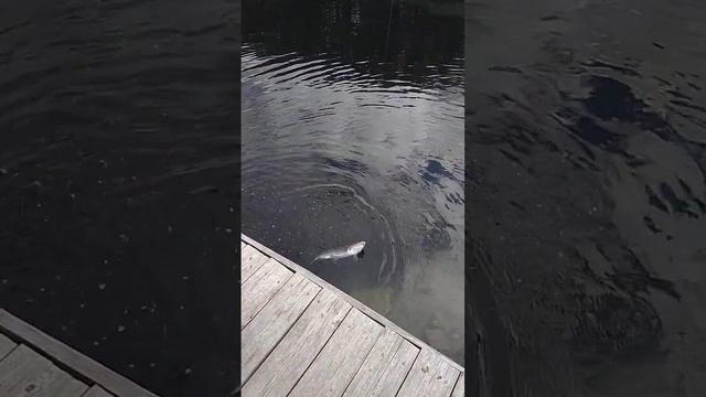 Царская рыбалка, дер.Кипень смотреть онлайн