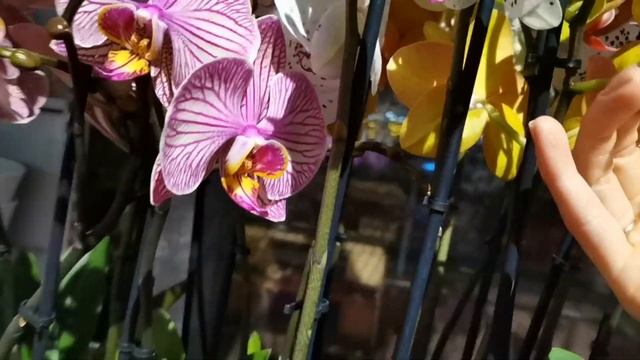 Plantagen - шведский цветочный магазин. Обзор растений.Цветы-гиганты))) смотреть онлайн