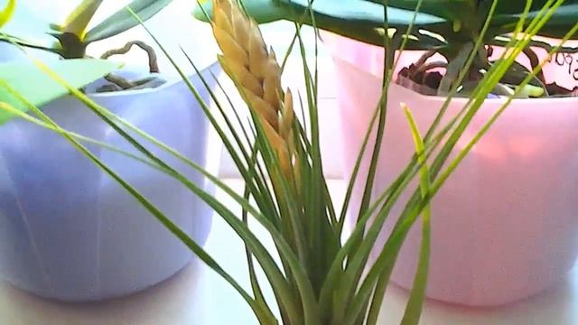 Тилландсия атмосферная. Часть 2. Размножение и уход \ Tillandsia atmospheric. Room flower смотреть онлайн