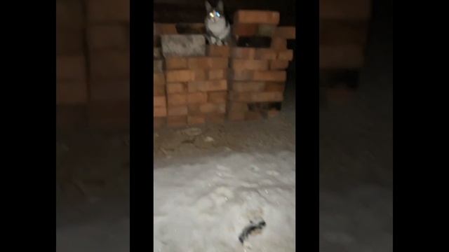 Строительство бани 6 на 6 из бревна смотреть онлайн