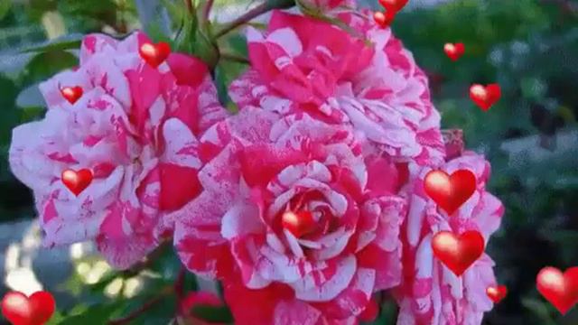 Розы. 8 марта смотреть онлайн