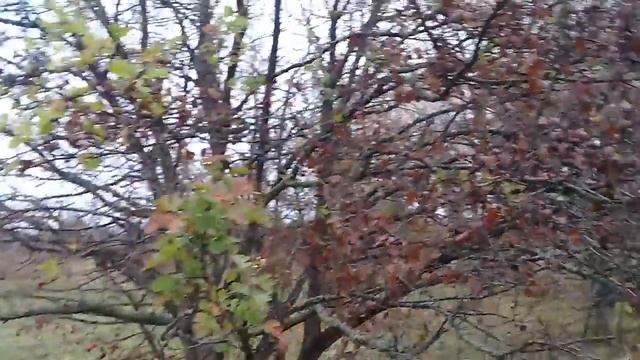 Боярышник зацвёл в конце октября!!! смотреть онлайн