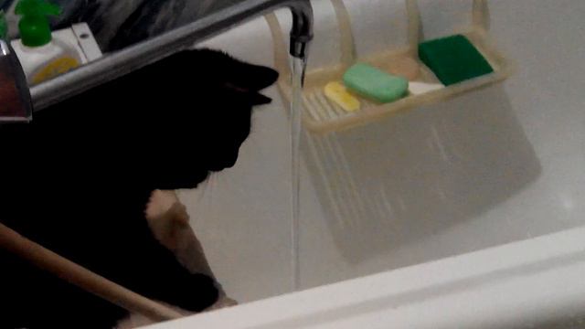Кот играется с водой смотреть онлайн