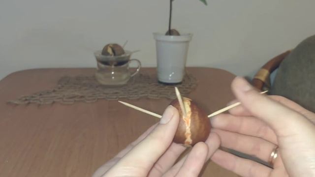 Как вырастить АВОКАДО из косточки | Инструкция по выращиванию авокадо из косточки | Сажаем АВОКАДО смотреть онлайн