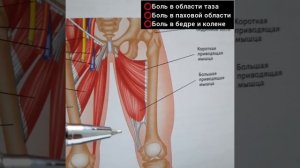 Боль в бедре и колене / Боль в тазу и паховой области/ Доктор пак