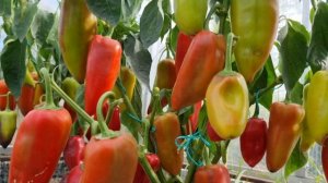 СЛАДКИЙ ПЕРЕЦ ЛАСТОЧКА. ИНДИВИДУАЛЬНЫЙ ОБЗОР ПЕРЦА. УРОЖАЙНОСТЬ С КУСТА. ОТЗЫВЫ. Pepper.