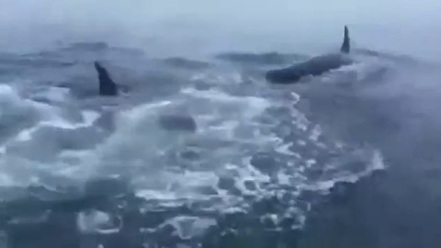 Охотское море - касатки(мать с детёнышем) смотреть онлайн